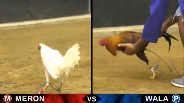 Hé Lộ Cách Chơi Đá Gà Sabong Tại QQ88 Từ Các Sư Kê 2 Hé Lộ Cách Chơi Đá Gà Sabong Tại QQ88 Từ Các Sư Kê